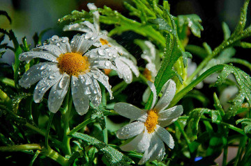 ромашки, цветы, капли дождя на лепестках, daisies, flowers, raindrops on petals