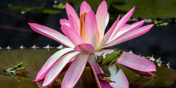 розовая водяная лилия, лягушки, цветок