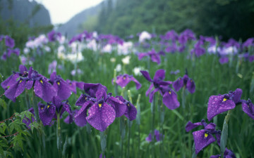 Ирисы фиолетовые, цветы, поле ирисов, зеленый фон, дождь, петушки, Purple irises, flowers, iris field, green background, rain