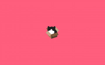 котик в коробке, минимализм, розовый фон, хорошие обои для рабочего стола, cat in a box, minimalism, pink background, a good desktop wallpaper