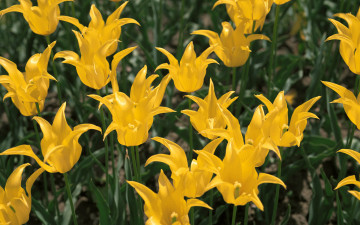 желтые тюльпаны, цветы, yellow tulips, flowers