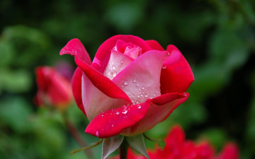 rose, pink, drops, dew, flower, macro, bud, green background, роза, розовая, капли, роса, цветок, макро, бутон, зеленый фон
