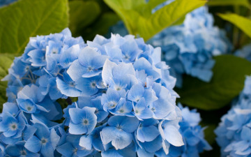 голубая гортензия, цветы, обои на рабочий стол, Blue hydrangea, flowers, wallpapers