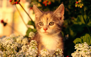 котенок в цветах, домашние животные