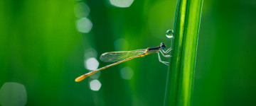 dragonfly green grass macro wallpaper 3440x1440
