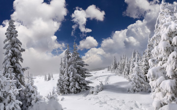 2560х1600 заснеженный хвойный лес с белыми пушистыми облаками зима