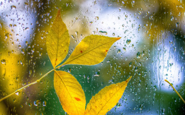 желтые листья на мокром стекле