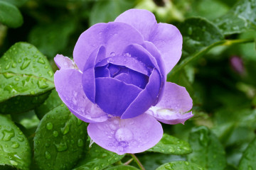 фиолетовая роза, цветок, капли, бутон