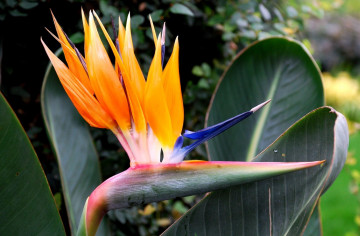 Фото бесплатно стрелиция королевская, райская птица, цветок, сад, большие листья