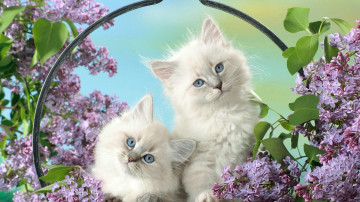 белые пушистые котята с голубыми глазами, сирень, цветы, животные, White fluffy kittens with blue eyes, lilacs, flowers, animals