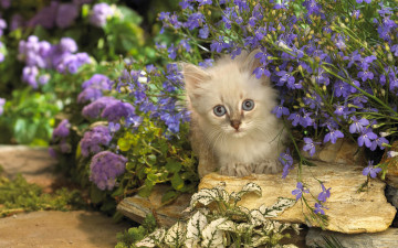 котенок породистый, садовые цветы, пушистый комочек, домашние питомцы