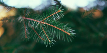 fir tree wallpaper 2880x1440, ель, макро, ветка