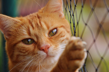Фото бесплатно животное, милая, питомец, рыжий кот