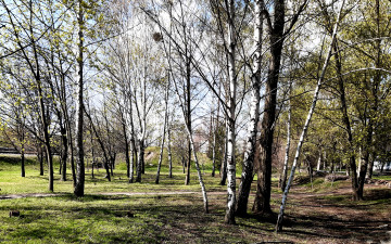 природа, парк, берёзы, весна, деревья, 3840х2400, 4к обои скачать