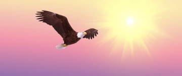 flight, полет, орел в небе, парит под солнцем, хищная птица, размах крыльев, 5К, обои широкоформатные, 3440х1440