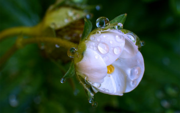 Фото бесплатно природа, макро, зелёный