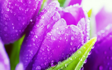 purple tulips in the dew, macro, drops, flowers, фиолетовые тюльпаны в росе, макро, капли, цветы
