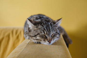 спящая кошка, домашние животные