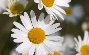 белая ромашка, цветы, букет, красивые обои для рабочих столов, white daisy, flowers, bouquet, beautiful desktop wallpaper