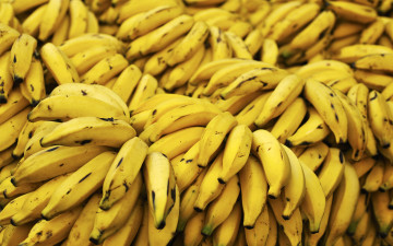 Огромный урожай спелых бананов