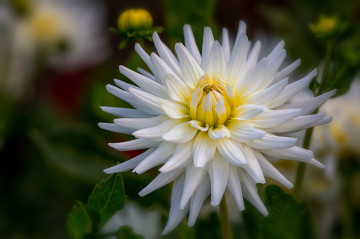 Фотографии цветок, георгин белый, красивые обои
