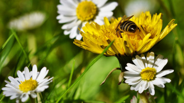 пчела на одуванчике собирает нектар, весна, ромашки, полевые цветы, 3840х2160, 4к обои