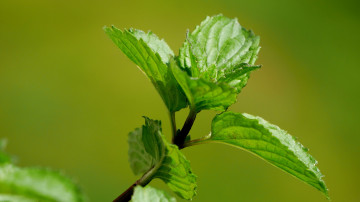 зеленая мята, зеленый фон, лекарственное растение, Green mint, green background, medicinal plant