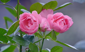 Заставка розы, цветы, розовые розы, листья, бутоны