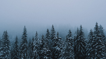 Фото бесплатно снег, туман, ели, зима, природа, 3840х2160, 4к обои