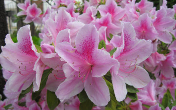розовые лилии, цветы, красота необыкновенная, фото хорошего качества, Pink lilies, flowers, unusual beauty, good quality photos