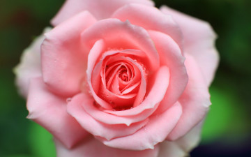 2880х1800 бутон розовая роза макро