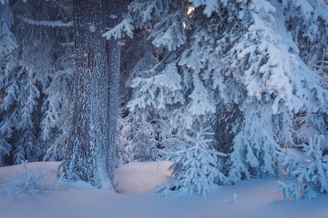 Фото бесплатно зима, лес, снег на ветках, сугробы
