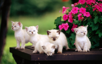 белые котята, пятеро, цветы, домашние животные