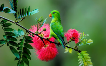 зелёный попугай на ветке с цветами
