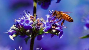 hd wallpaper, пчела на фиолетовом цветке, макро