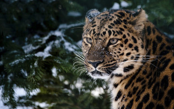 леопард, зима, дикие животные, семейство кошачьих, фото, Leopard, winter, wild animals, feline family, photo