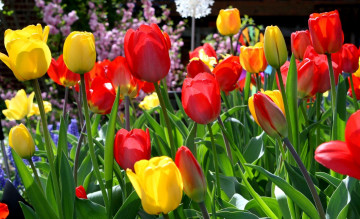 Фото бесплатно тюльпаны, цветы, солнечный день, клумба, весна