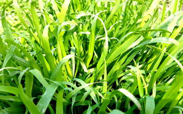 трава, зелёная, весна, макро, яркие обои, 3840х2400, 4к обои