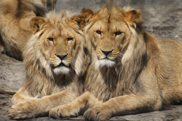 Фото бесплатно большие кошки, пара, хищник, львы