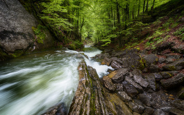 природа, бурные потоки вод, лес, деревья, камни, красивые обои 2560х1600