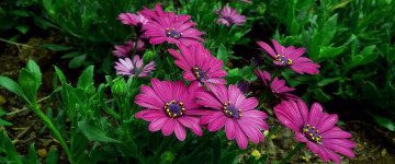 pink flowers, обои хорошего качества, 5К, 3440х1440