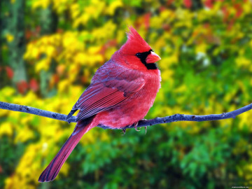 розовый кардинал, птица, на ветке, яркие обои скачать, Pink cardinal, bird, on a branch, bright wallpaper download