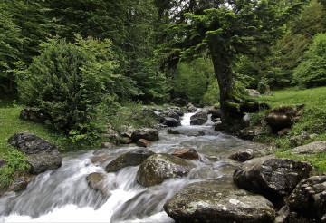 Фото лес, пейзаж, водопад, камни, поток воды, природа