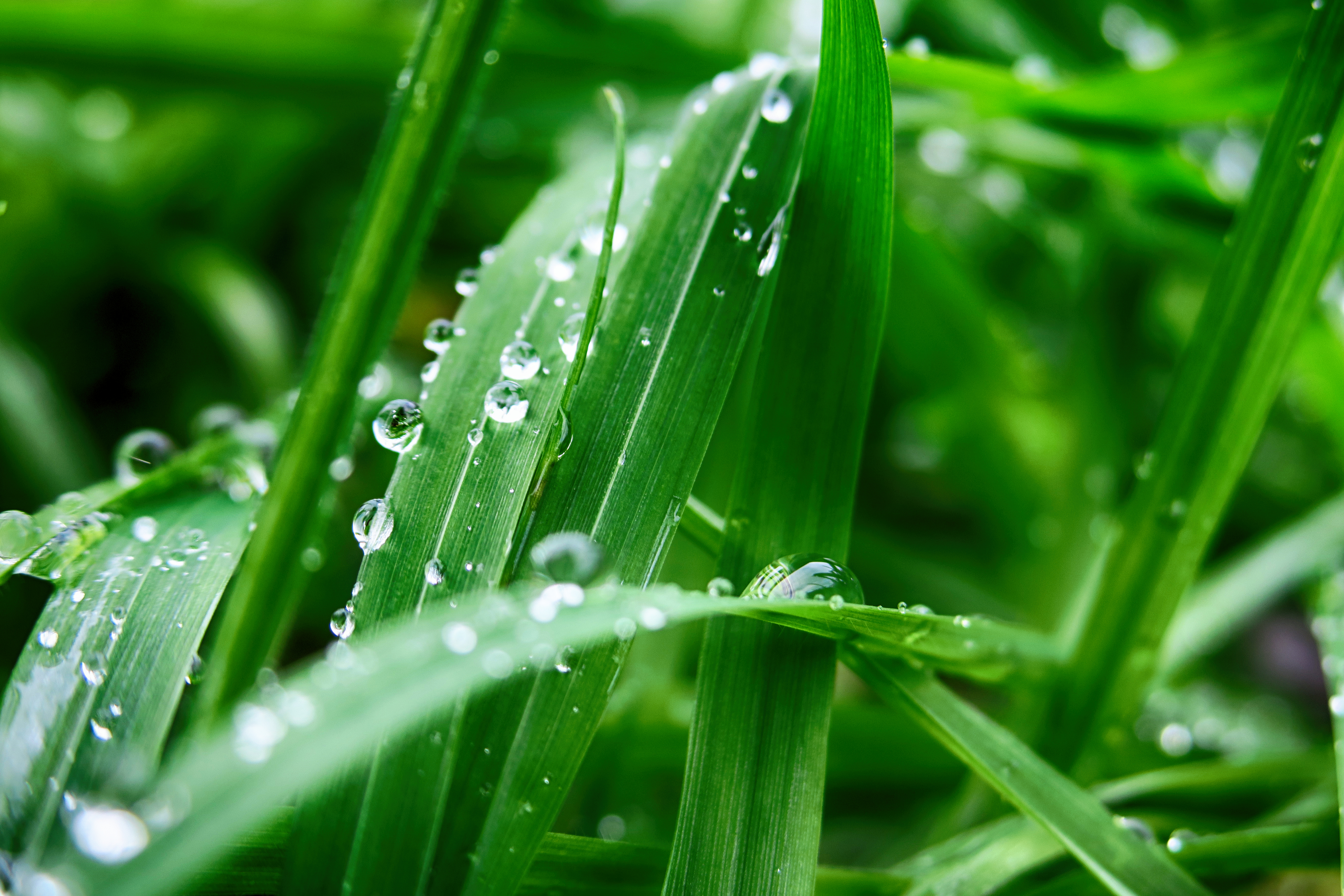 Фото бесплатно утро, капли воды, макро, роса на зелёной траве