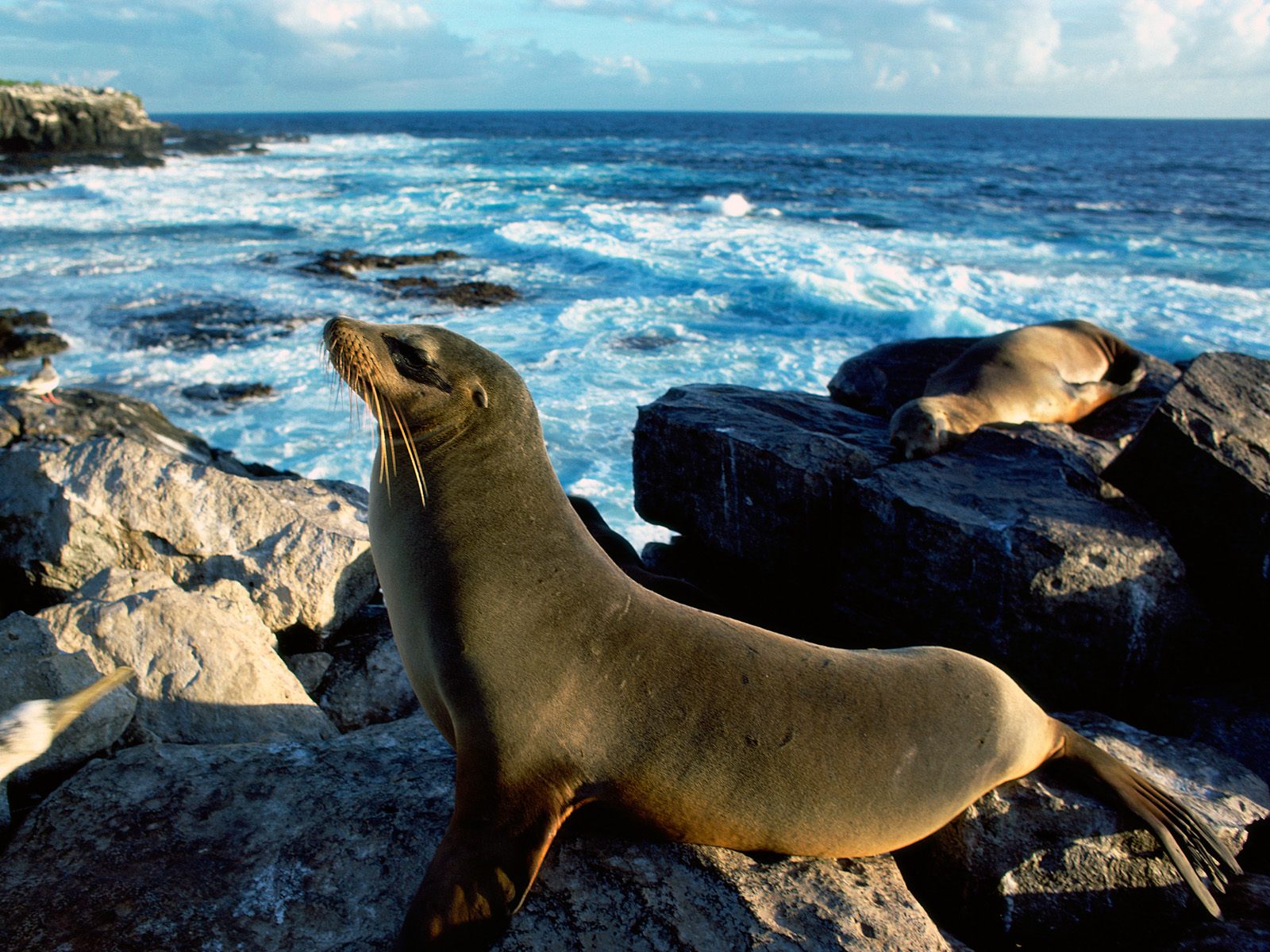 тюлени, камни, скалы, морское животное, море, тюлени на камнях, seals, stones, rocks, sea animal, sea, seals on the rocks