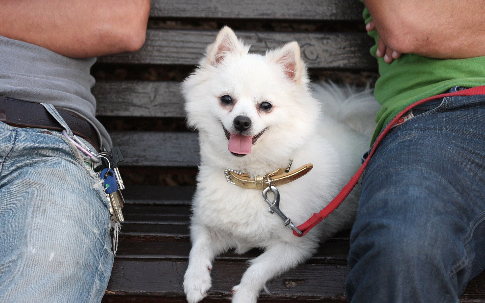 белая собачка, лавочка, поводок, колени, джинсы, домашние животные, white dog, shop, leash, knees, jeans, pets