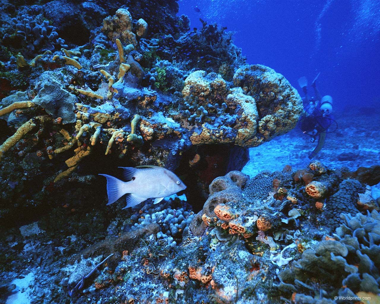 дно океана, рыбки, подводное царство, аквалангист, the bottom of the ocean, fish, underwater world, a diver