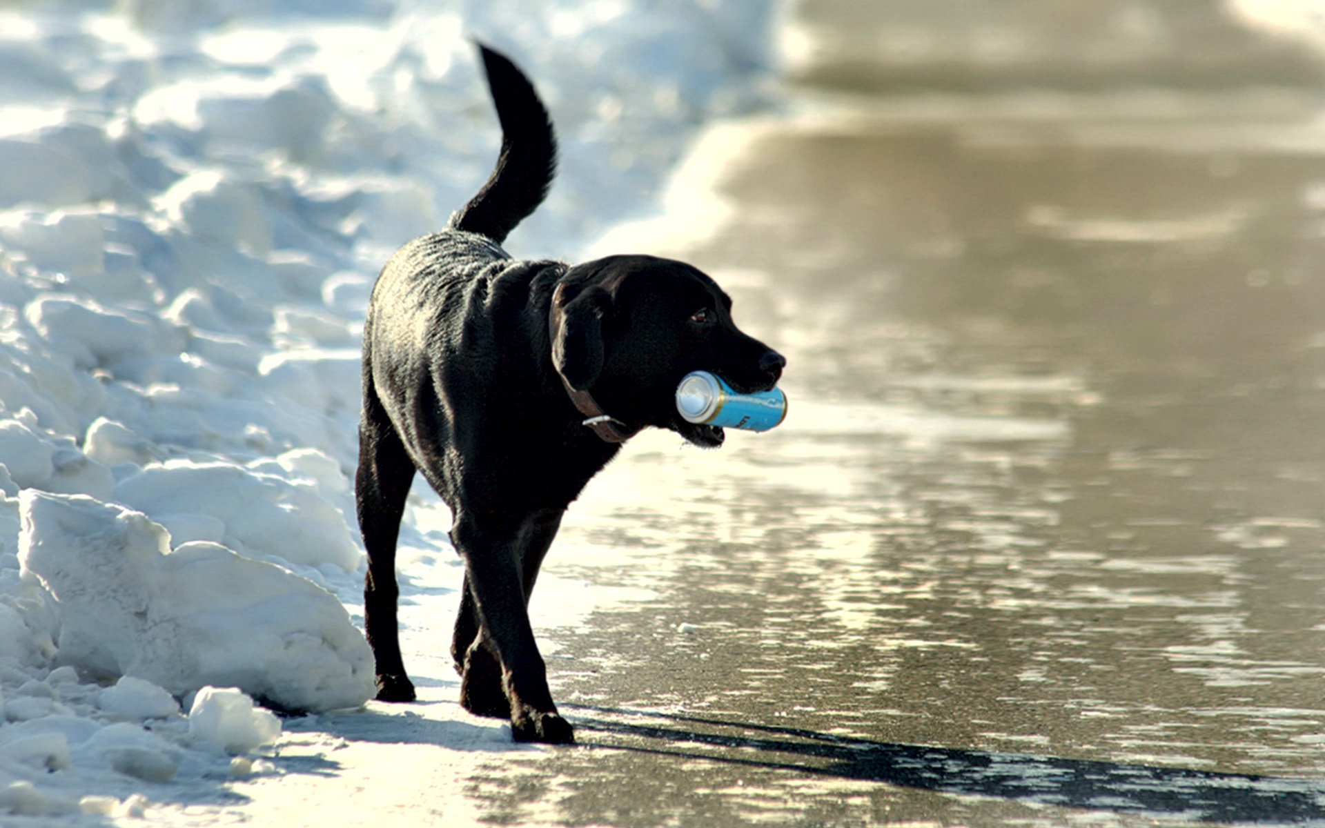 лабрадор, чёрный, собака, банка в зубах, снег, зима, домашние животные