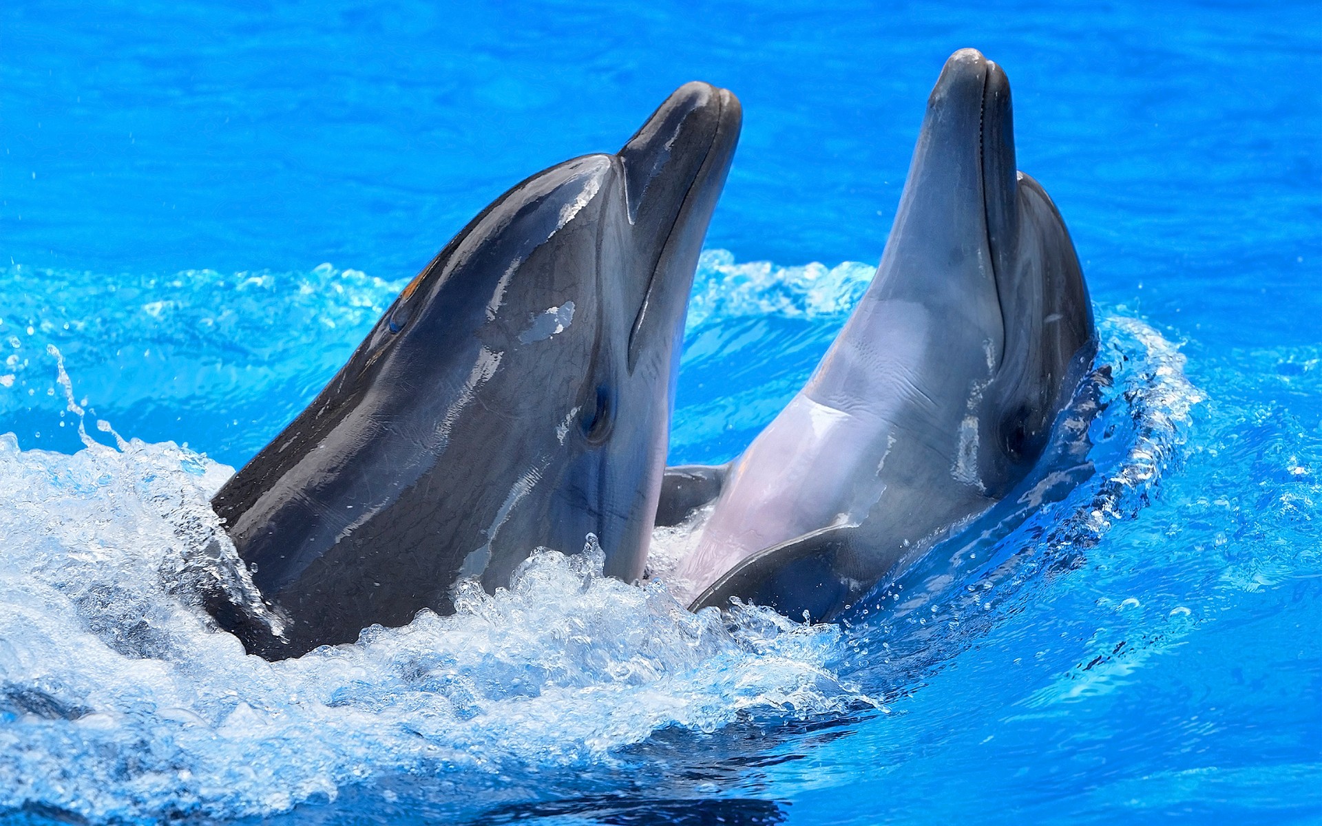дельфины, животные, море, играют, пара