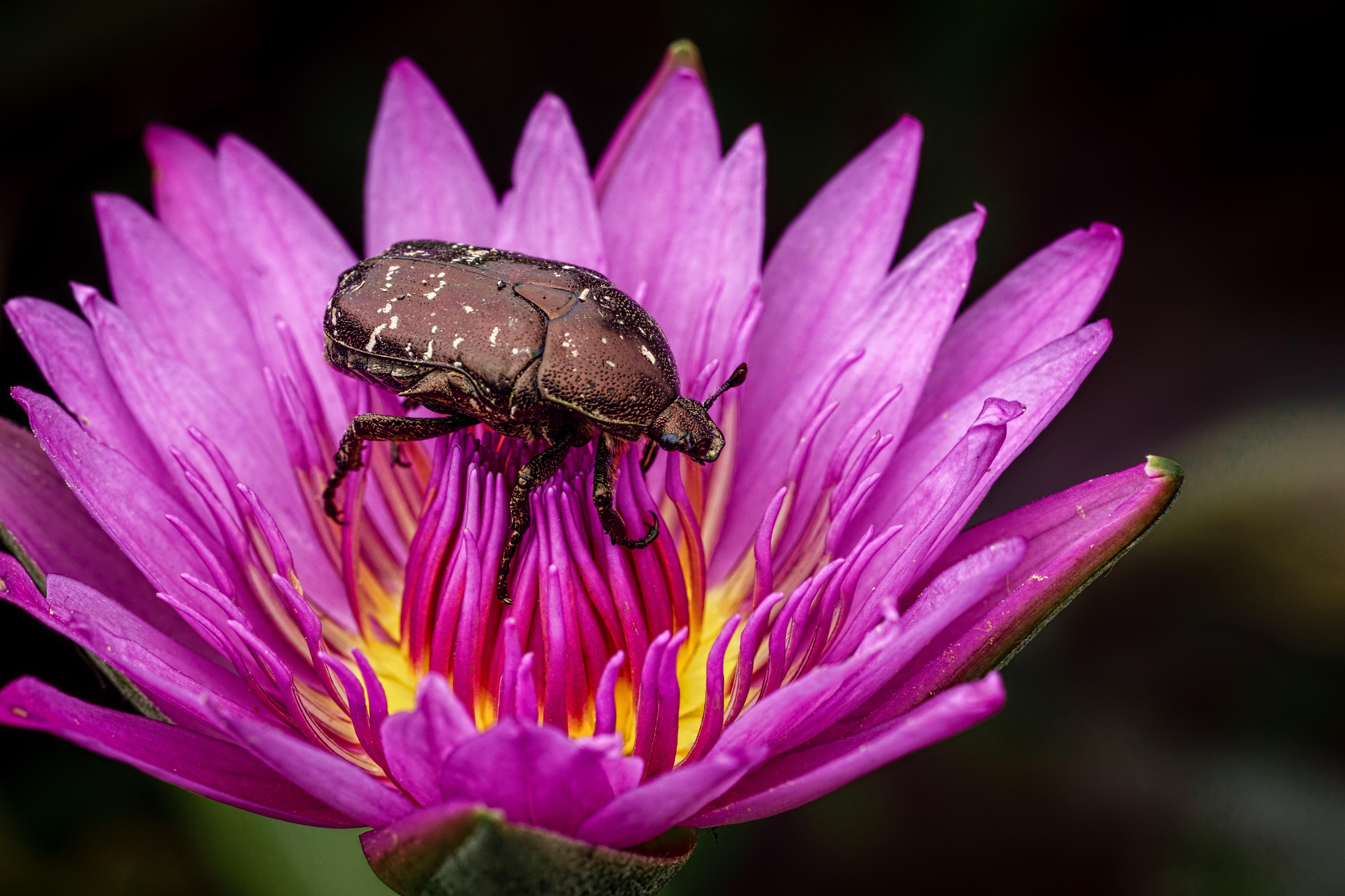 Фото бесплатно водяная лилия, насекомое, жук, цветок